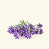 Lavender Fragrance Oil