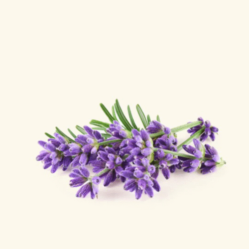 Lavender Fragrance Oil
